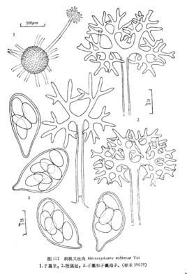 洋槐叉丝,microsphaera robiniae,白粉菌科叉丝单囊壳属.