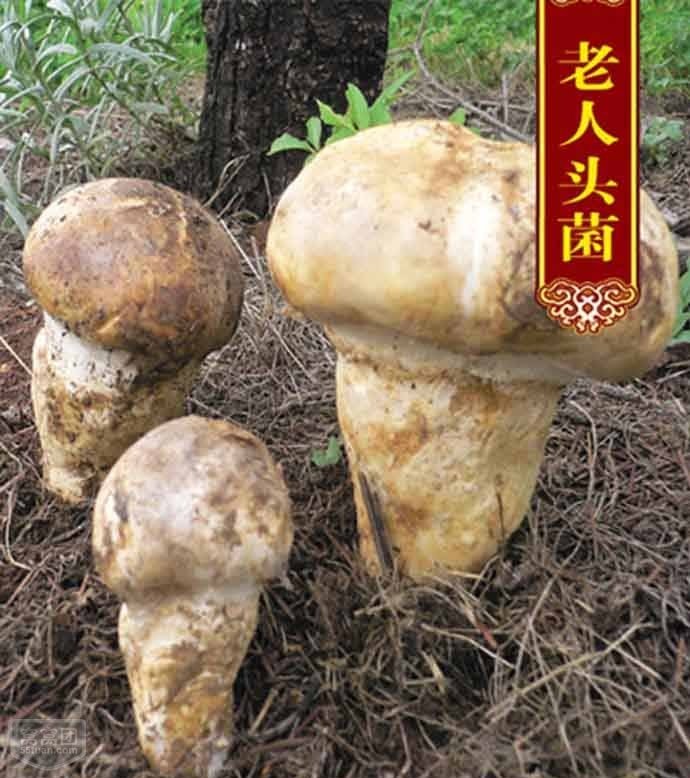 老人头菌