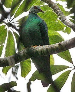 黄腿鸽,columba pallidiceps (ramsay, 1877),属,,,,鸽属,被列入《》