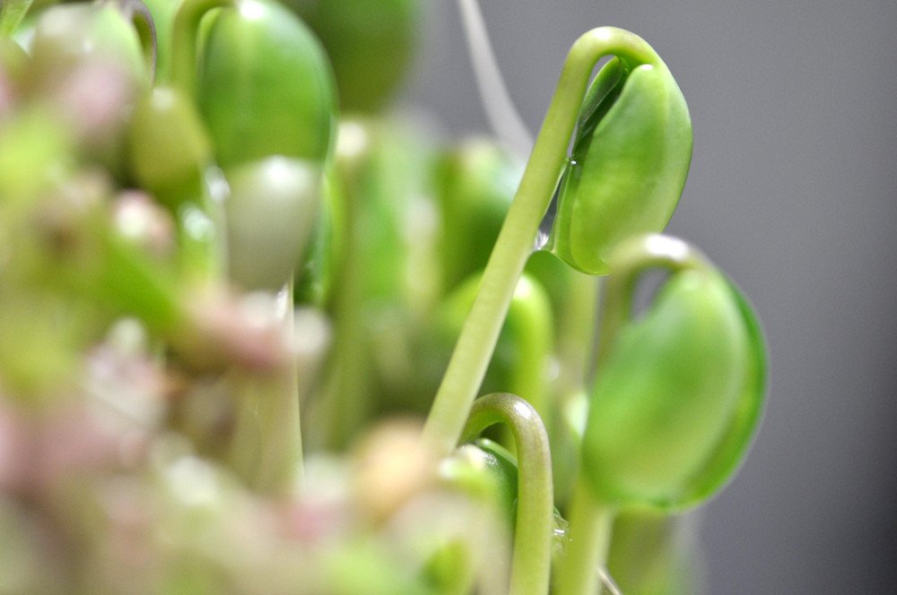 双子叶植物如大豆,棉花以及各种瓜类的无胚乳种子,在萌发时,胚根首先