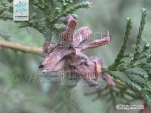 中国数字植物标本馆 编辑词条 添加义项名