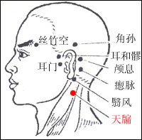 解剖〕在胸锁乳突肌后缘;有枕动脉的肌支,耳后动,静脉及颈后浅静脉