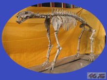 三趾马动物群化石