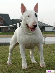 怪异杀手牛头梗