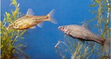 麦穗鱼