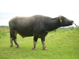 印度男子强奸受伤母牛