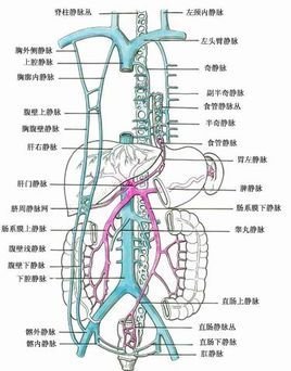 64排螺旋ct在评价门静脉高压侧支循环血管中的应用