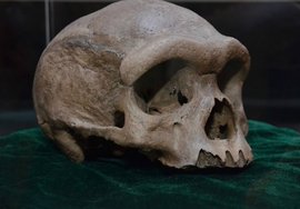 哈尔滨似海德堡人头骨化石