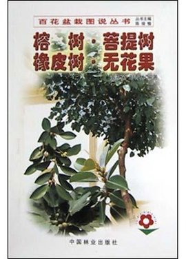 榕树·菩提树·橡皮树·无花果