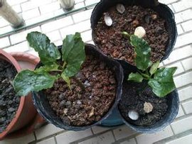 南美油藤扦插繁殖方法