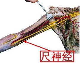 尺神经_360百科