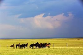 内蒙古自治区人民政府批转教育厅关于全区中等