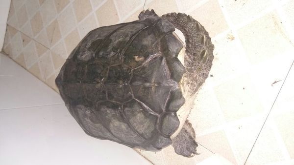 野生鹰嘴龟,12斤左右,在外面玩的时候荷塘里抓