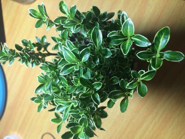边上黄色中间绿色的小叶子植物叫什么_360问