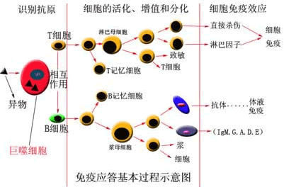 免疫应答