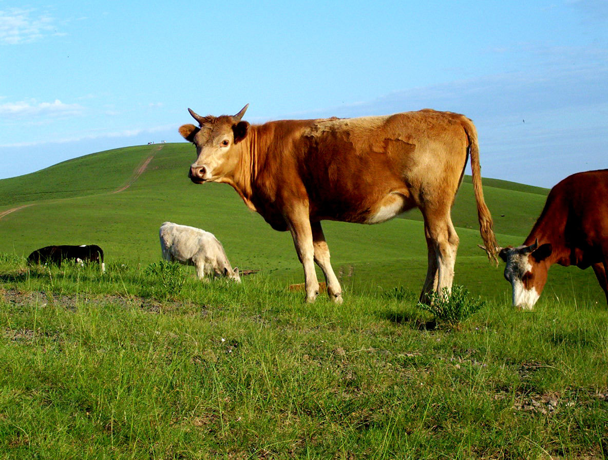 图片素材 : 领域, 草地, 草原, 放牧, 牧场, 家畜, 动物群, 小牛, 公牛, 脊椎动物, 栖息地, 农村, 牛像哺乳动物, 牛山羊 ...