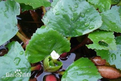 干菱角在花盆里怎么种植方法_360问答