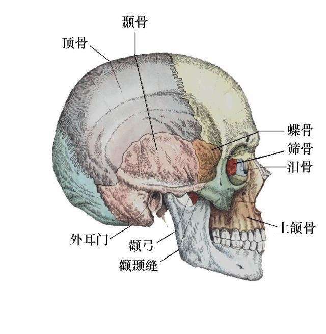 颅骨侧面观手绘图