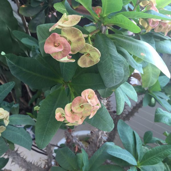 我家的虎刺梅为什么开的花不会变红了?是缺少