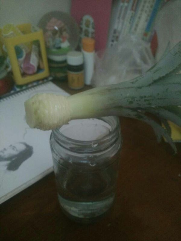 在家种植菠萝必须把根须风干后才可以泡在水中
