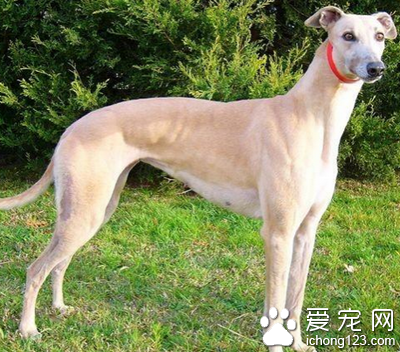 灵缇犬和格力犬的区别 灵缇犬速度更快_360问