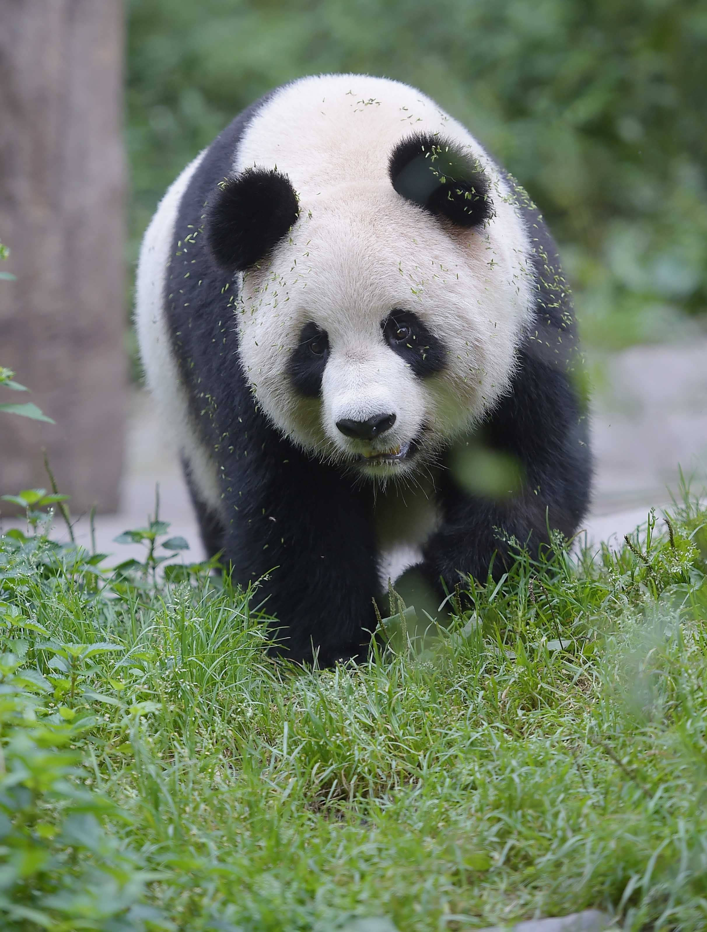 北京动物园网红大熊猫“突然头秃”，园方：不清楚为啥_凤凰网