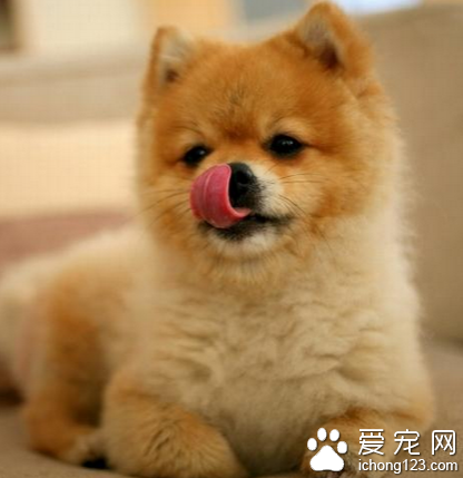 柴犬和秋田犬哪个好 柴犬体型较小_360问答