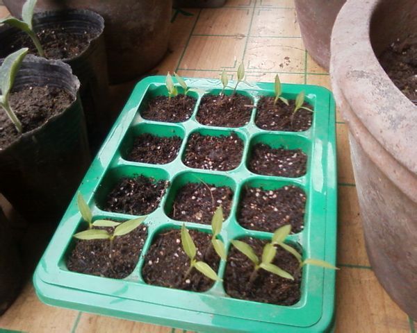 朝天椒种子发芽都需要什么条件_360问答