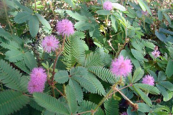 含羞草会不会开花_360问答