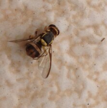 我房间屋顶爬了好多这种像蜜蜂一样的虫子_3