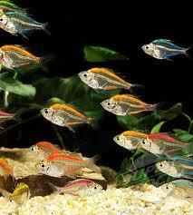 彩裙鱼是一个品种?玻璃拉拉是一个品种?还是