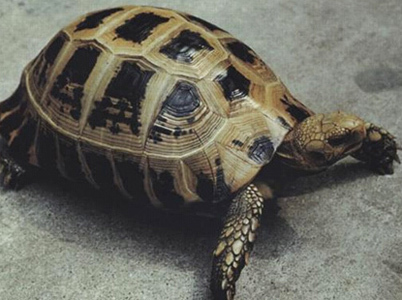 缅甸陆龟如何饲养 缅甸陆龟喜暖怕寒_360问答