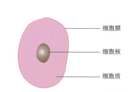 提示:各种细胞和黄瓜蚕豆叶根尖等等