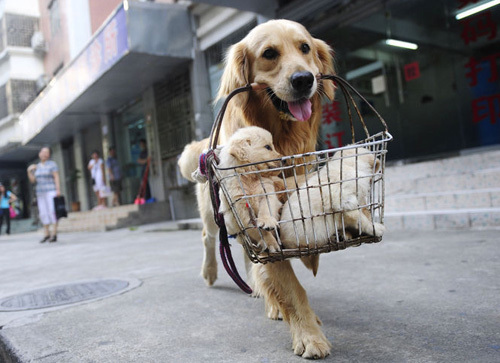 金毛犬拉肚子怎么办 原因以及护理方法_360问