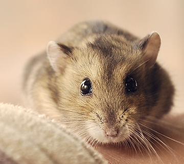 小仓鼠咬人吗 可能会误食你的手指_360问答