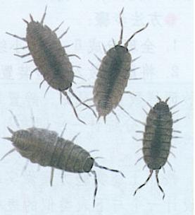 一种有好多腿的虫子,灰色的,和蜈蚣特别像。它