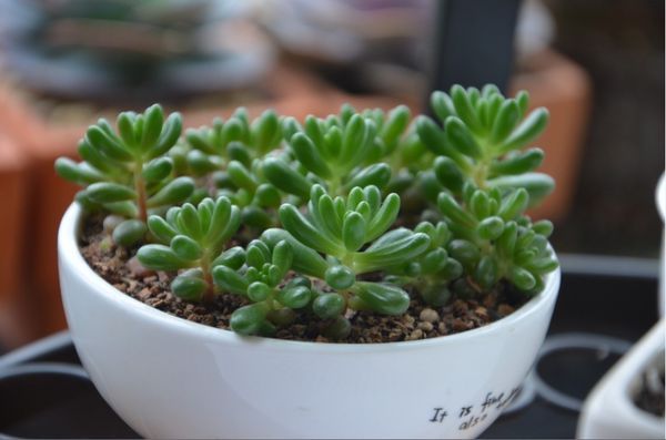 多肉植物如何从植物中分离小崽进行繁殖_360