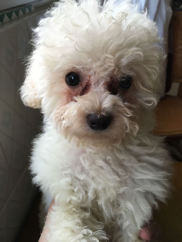 请评一下这个泰迪犬的品相。老板说是微小品,