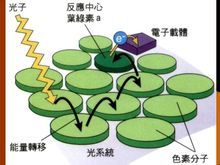 电子传递和光合磷酸化原初反应中的电能再用作水的光解和光合磷酸化