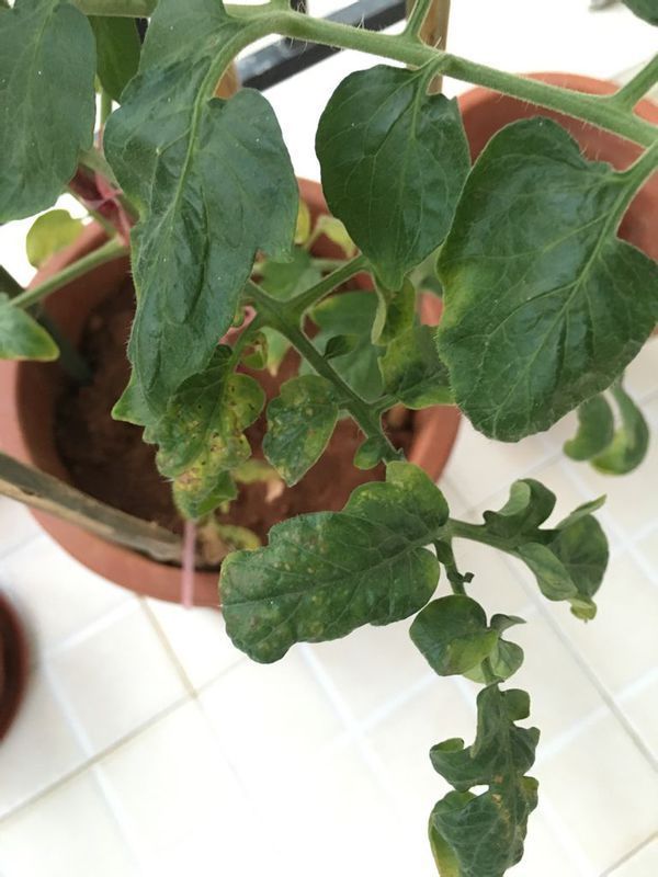 圣女果种了三个月,好不容易结出一个果,叶子却