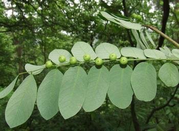 phyllanthus urinaria linn,英文名:underleaf pearl ,別名: 珠仔草