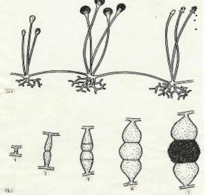 根霉菌(rhizopus)分布广,约10种以上.