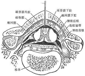 蛛网膜图片结构图片