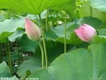 花骨朵英文 Sudos