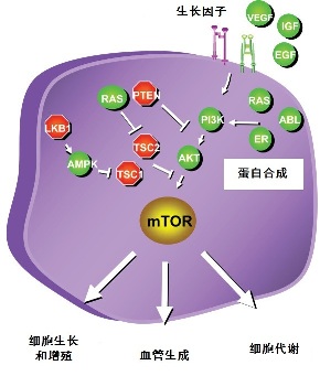 胰岛素样生长因子